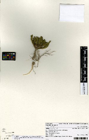  (Carmichaelia - NZANG133)  @11 [ ] Copyright (2016) Allan Herbarium, Landcare Research Lincoln, New Zealand Allan Herbarium, Landcare Research Lincoln, New Zealand