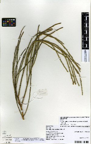  (Carmichaelia crassicaulis - NZANG136)  @11 [ ] Copyright (2016) Allan Herbarium, Landcare Research Lincoln, New Zealand Allan Herbarium, Landcare Research Lincoln, New Zealand