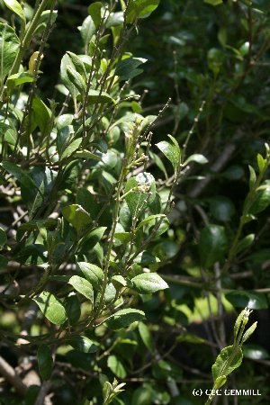 (Parsonsia heterophylla - NZANG172)  @11 [ ] Copyright (2027) Chrissen EC Gemmill University fo Waikato