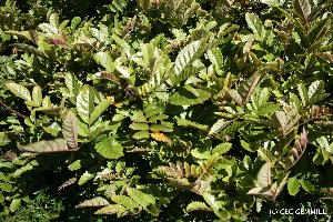  (Ackama rosifolia - NZANG178)  @11 [ ] Copyright (2033) Chrissen EC Gemmill University fo Waikato
