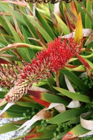  (Xeronemataceae - NZANG198)  @11 [ ] Copyright (2053) Chrissen EC Gemmill University fo Waikato