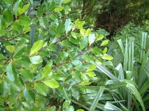  (Atherospermataceae - NZANG226)  @11 [ ] Copyright (2081) Chrissen EC Gemmill University fo Waikato