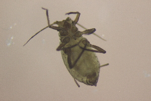  (Schizaphis sp. A rgf-2008 - NZAPH045)  @12 [ ] Copyright (2014) University  of Waikato University of Waikato