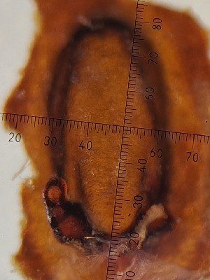  ( - NPPRL_Ref_09-2004-4553)  @11 [ ] CreativeCommons  Attribution (by) (2024) Unspecified Ministry for Primary Industries, Plant Health and Environment Laboratory, Auckland