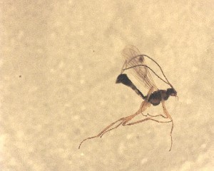  ( - NZAC03035594)  @11 [ ] No Rights Reserved (2022) Unspecified Landcare Research, New Zealand Arthropod Collection