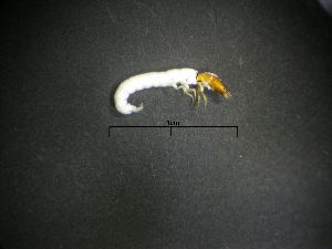  (Cryptobiosella hastata - NZT69)  @13 [ ] Copyright (2012) University of Waikato University of Waikato