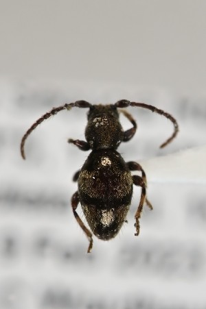  (Ptinosoma - CBP40)  @11 [ ] CC BY (2025) Plant Health and Environment Laboratory Unspecified