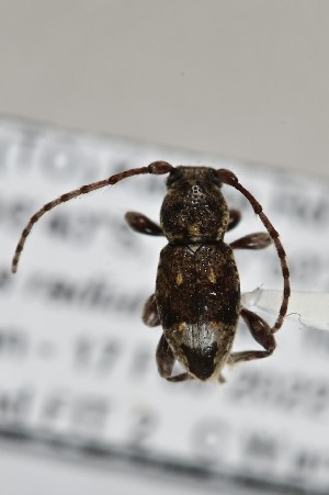  (Somatidia - CBP41)  @11 [ ] CC BY (2025) Plant Health and Environment Laboratory Unspecified