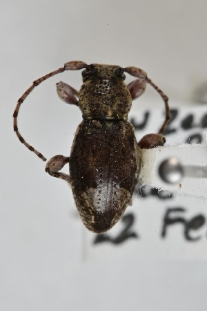  (Somatidia grandis - CBP42)  @11 [ ] CC BY (2025) Plant Health and Environment Laboratory Unspecified