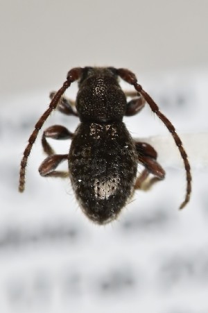  (Tenebrosoma albicoma - CBP49)  @11 [ ] CC BY (2025) Plant Health and Environment Laboratory Unspecified