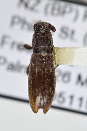  (Xylotoles griseus - CBP51)  @11 [ ] CC BY (2025) Plant Health and Environment Laboratory Unspecified