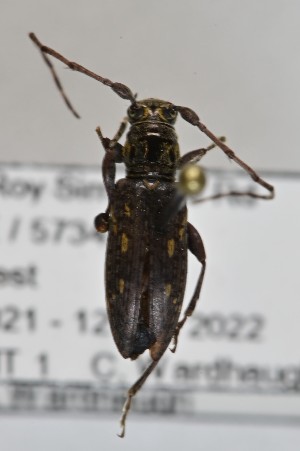  (Xylotoles humeratus - CBP52)  @11 [ ] CC BY (2025) Plant Health and Environment Laboratory Unspecified