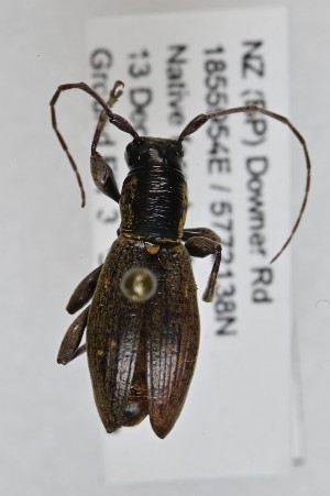  (Xylotoles - CBP53)  @11 [ ] CC BY (2025) Plant Health and Environment Laboratory Unspecified