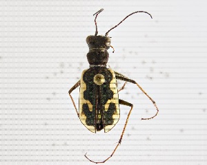  (Neocicindela tuberculata - NZAC04161921)  @11 [ ] CreativeCommons  Attribution (by) (2018) Unspecified Landcare Research, Auckland