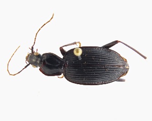  (Ctenognathus bidens - NZAC04165719)  @11 [ ] CreativeCommons  Attribution (by) (2018) Unspecified Landcare Research, Auckland