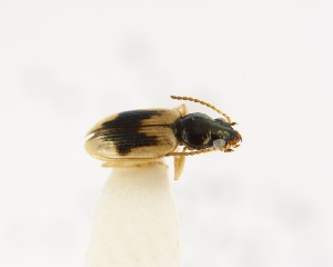  (Bembidion anchonoderum - NZAC04161931)  @11 [ ] CreativeCommons  Attribution (by) (2018) Unspecified Landcare Research, Auckland