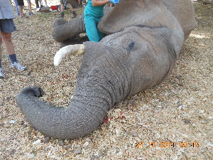  (Proboscidea - NZG513)  @11 [ ] CreativeCommons  Attribution Share-Alike (by-sa) (2014) National Zoological Gardens of South Africa (NZG) National Zoological Gardens of South Africa (NZG)