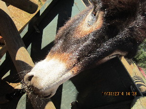  (Equus asinus - NZG010)  @11 [ ] CreativeCommons  Attribution Share-Alike (by-sa) (2014) National Zoological Gardens of South Africa (NZG) National Zoological Gardens of South Africa (NZG)