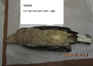  ( - NZG596)  @11 [ ] CreativeCommons - Attribution Share-Alike (2019) Unspecified National Zoological Gardens of South Africa