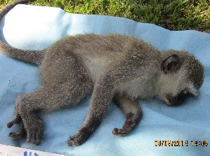  ( - NZG321)  @11 [ ] CreativeCommons - Attribution Share-Alike (2019) Unspecified National Zoological Gardens of South Africa