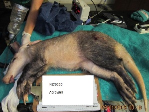  (Tubulidentata - NZG560)  @11 [ ] CreativeCommons - Attribution Share-Alike (2019) Unspecified National Zoological Gardens of South Africa