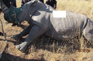  (Ceratotherium - NZG018)  @11 [ ] CreativeCommons - Attribution Share-Alike (2019) Unspecified National Zoological Gardens of South Africa