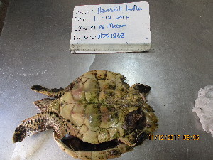  ( - NZG1268)  @11 [ ] CreativeCommons - Attribution Share-Alike (2019) Unspecified South African National Biodiversity Institute