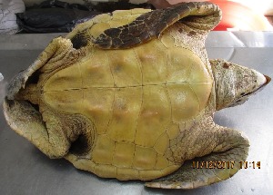  ( - NZG1271)  @11 [ ] CreativeCommons - Attribution Share-Alike (2019) Unspecified South African National Biodiversity Institute