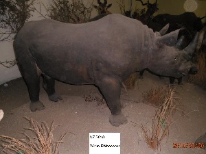  (Rhinocerotidae - NZG818)  @11 [ ] CreativeCommons - Attribution Share-Alike (2019) Unspecified National Zoological Gardens of South Africa