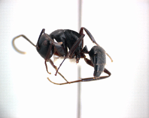  (Camponotus cristatus - NZAC04036307)  @14 [ ] Unspecified (default): All Rights Reserved  Unspecified Unspecified