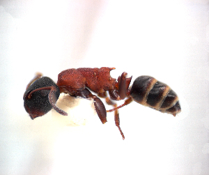  (Camponotus dentatus - NZAC04036744)  @11 [ ] Unspecified (default): All Rights Reserved  Unspecified Unspecified