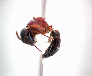  (Camponotus laminatus - NZAC04035781)  @11 [ ] Unspecified (default): All Rights Reserved  Unspecified Unspecified