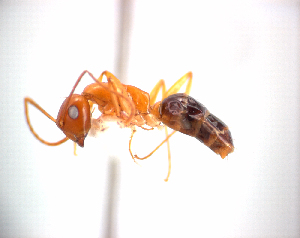  (Camponotus maudella - NZAC04034525)  @14 [ ] Unspecified (default): All Rights Reserved  Unspecified Unspecified