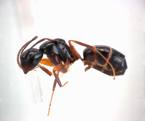  (Camponotus schmeltzi - NZAC04036454)  @11 [ ] Unspecified (default): All Rights Reserved  Unspecified Unspecified