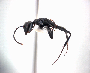  (Camponotus vitiensis - NZAC04037856)  @11 [ ] Unspecified (default): All Rights Reserved  Unspecified Unspecified