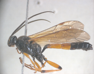  (Ichneumon lotatorius - NZAC04035726)  @13 [ ] Unspecified (default): All Rights Reserved  CreativeCommons - Attribution Non-Commercial Share-Alike Unspecified