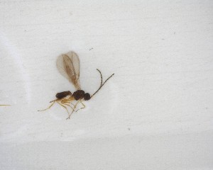  ( - NZAC03035131)  @11 [ ] No Rights Reserved (2020) Unspecified Landcare Research, New Zealand Arthropod Collection