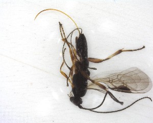  ( - NZAC03035208)  @11 [ ] No Rights Reserved (2020) Unspecified Landcare Research, New Zealand Arthropod Collection