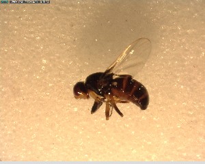  ( - NZAC03028366)  @11 [ ] No Rights Reserved (2022) Unspecified Landcare Research, New Zealand Arthropod Collection