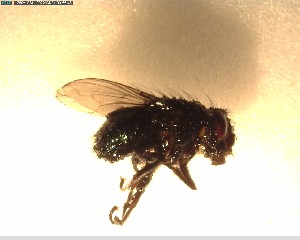  (Xenocalliphora clara - NZAC03028391)  @11 [ ] No Rights Reserved (2022) Unspecified Landcare Research, New Zealand Arthropod Collection