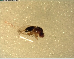  ( - NZAC03028506)  @11 [ ] No Rights Reserved (2022) Unspecified Landcare Research, New Zealand Arthropod Collection