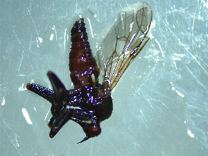  (Thinempis - NZAC03041368)  @11 [ ] No Rights Reserved (2022) Unspecified Landcare Research, New Zealand Arthropod Collection