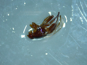  (Coelopella curvipes - NZAC03041383)  @11 [ ] No Rights Reserved (2022) Unspecified Landcare Research, New Zealand Arthropod Collection