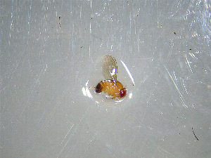  (Drosophila brouni - NZAC03041653)  @11 [ ] No Rights Reserved (2022) Unspecified Landcare Research, New Zealand Arthropod Collection