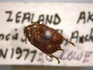  (Araecerus palmaris - NZAC04199152)  @11 [ ] No Rights Reserved (2022) Unspecified Landcare Research, New Zealand Arthropod Collection