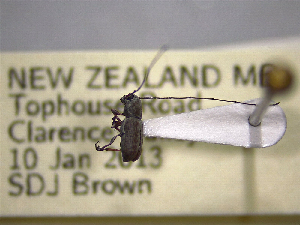  (Euciodes - NZAC04259328)  @11 [ ] No Rights Reserved (2022) Unspecified Landcare Research, New Zealand Arthropod Collection