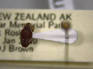  ( - NZAC04259331)  @11 [ ] No Rights Reserved (2022) Unspecified Landcare Research, New Zealand Arthropod Collection