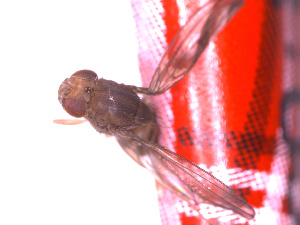  ( - NZINS008)  @11 [ ] Copyright (2011) Unspecified University of Waikato