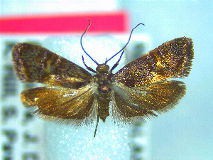  (Hierodoris torrida - NZAC04067136)  @11 [ ] No Rights Reserved (2025) Unspecified Landcare Research, New Zealand Arthropod Collection