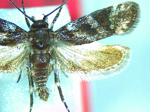  (Hierodoris extensilis - NZAC04067142)  @11 [ ] No Rights Reserved (2025) Unspecified Landcare Research, New Zealand Arthropod Collection
